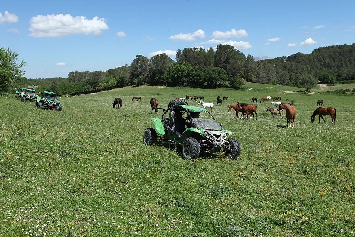 Randonnée buggy dans une prairie provençale avec chevaux en arrière-plan